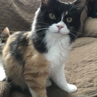 つんでれ長毛三毛美人さん ありがとうございました