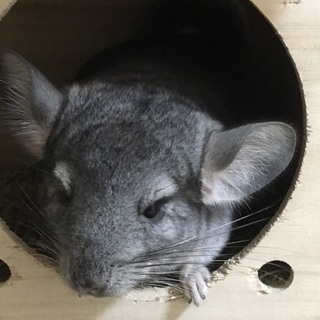 里親様が決まりました(*･ω･)*_ _)ﾍﾟｺﾘ