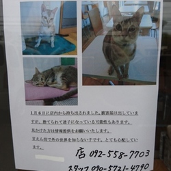 店の猫が連れ拐われました