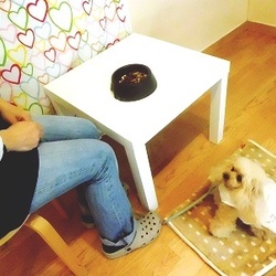 【デビュー応援！】ドッグカフェ・マナー講座