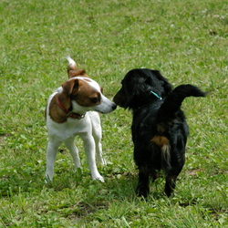 【デビュー応援！】ドッグカフェ・マナー講座 サムネイル2