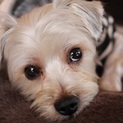 ヨーキー？マルチーズ？テリア系ミックス♂