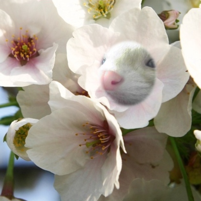 ぱんむさのカバー写真