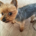 甘え上手な大人しい極小ヨーキーです