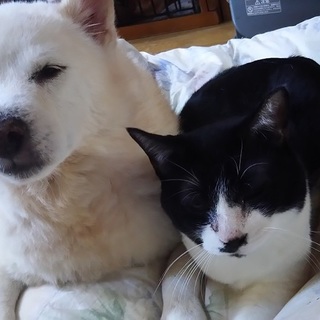 ３本足　ツンデレなぶーたんです