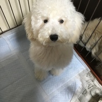 しゅがー