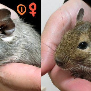 再募集です。デグーの子供2匹です。