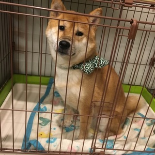 2歳半 柴犬飼育経験や特性を理解されている方