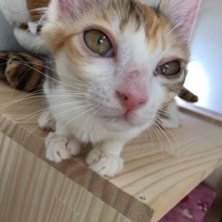 2カ月半の女の子！ピッツァちゃん♀