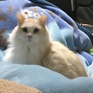 いつの間にか私の布団の上で暖を取るふくちゃん。