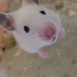 金クマとホワイトカラーのベビーです