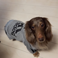 だんぼるぎーに