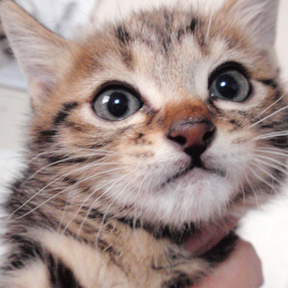 アメショーMIX☆アメくん　2ヵ月