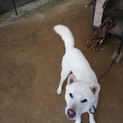 紀州犬　シロ可愛がってください