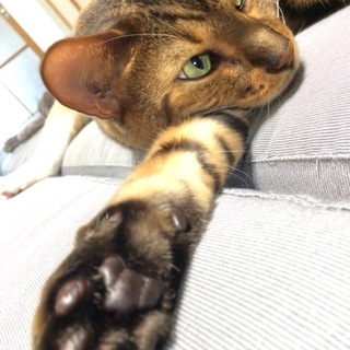 ベンガルのオス