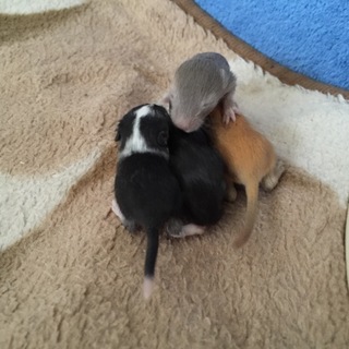 砂ネズミの赤ちゃん産まれて1週間です。