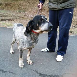 ブルーティック   クーンハウンドの「ジープ」