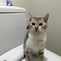 アメリカンショートヘアの子猫里親さん募集中