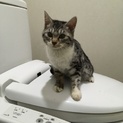 アメリカンショートヘアの子猫の里親さん募集中