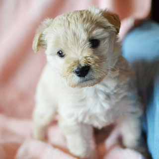 大分：子犬♂、西の星太郎です