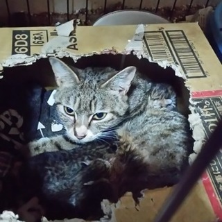 妊婦猫を保護し８匹の赤ちゃんが産まれました。