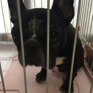 フレンチブルドッグ ブリンドル 女の子