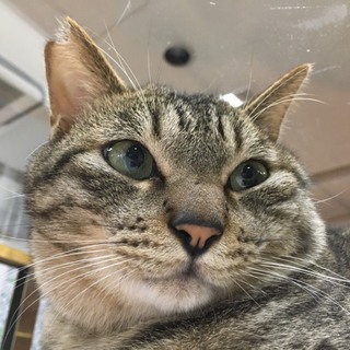 保護猫カフェ「マスオ」