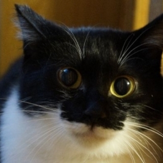 少し怖がりな黒白くんです