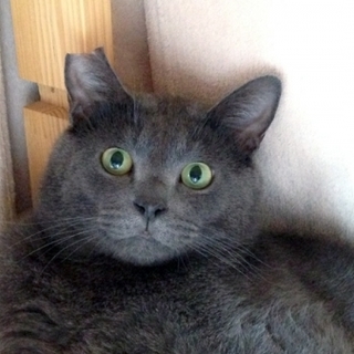 グレーの男の子