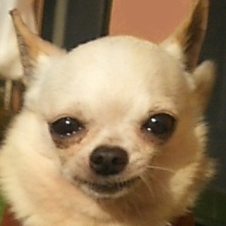 小さくても存在感大・一生懸命なぜか笑えるロバート君