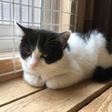 ありがとうございます。白黒うさぎ君