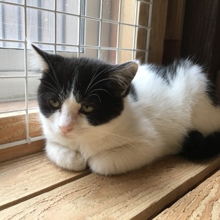 ありがとうございます。白黒うさぎ君
