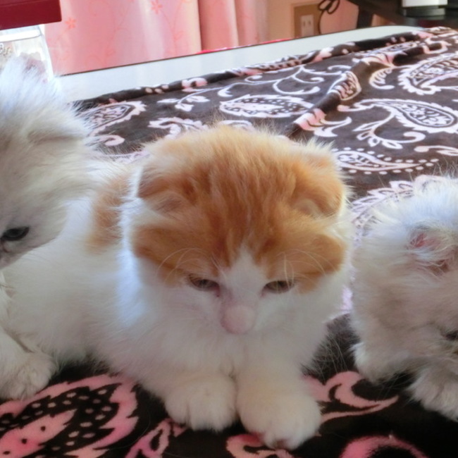 arisa&mayu222のカバー写真