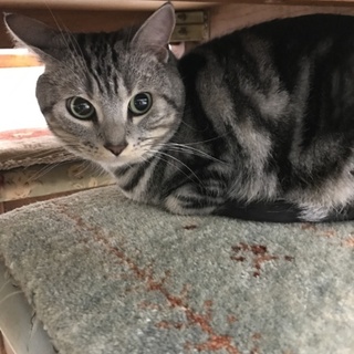 アメリカンショートヘアー雄2歳9ヶ月