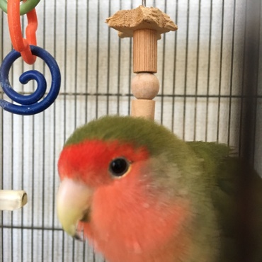 17歳になっても元気！