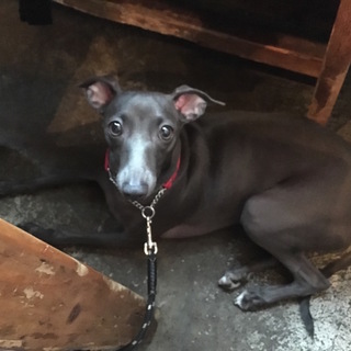イタリアングレーハウンド女の子1歳