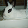 パンダのようなうさぎです サムネイル3
