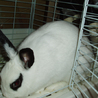 パンダのようなうさぎです サムネイル4