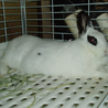 パンダのようなうさぎです サムネイル5
