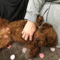 生涯大切に育てていただける方お願いします
