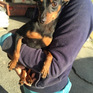 有難うございました！！再々募集…ピンシャー君