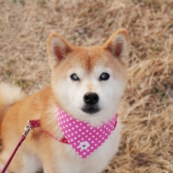 犬と喧嘩する犬。アドバイスください。