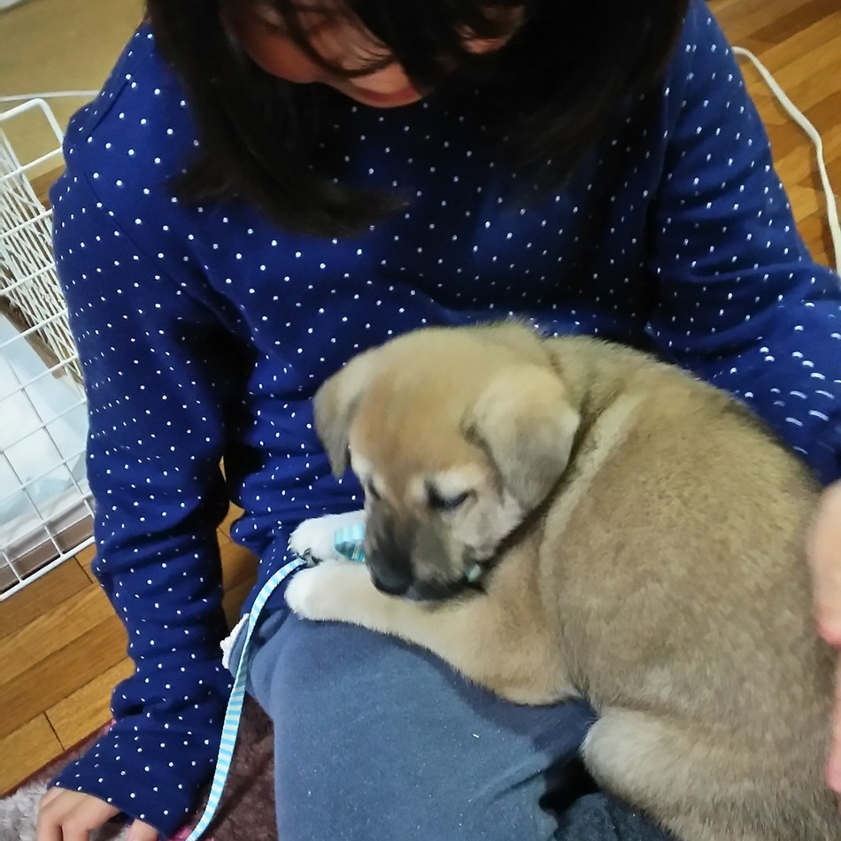 しし丸のカバー写真