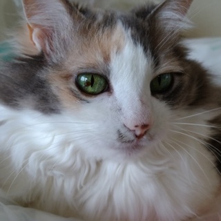 おとなしく恥ずかしがり屋の三毛猫