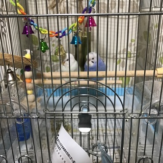 セキセイインコの男の子と女の子