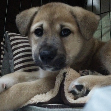 我が家に来て一週間ちょっとで、こんなに顔が凛々しく…成長早いなぁ。見逃せないなぁ。