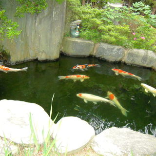 錦鯉（体長70㎝前後8匹）