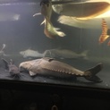 大型ナマズです。