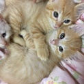 可愛い子猫の里親募集です^ ^茶4匹と白1匹w