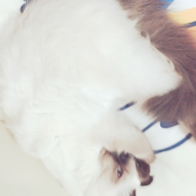 うーちゃん.のカバー写真